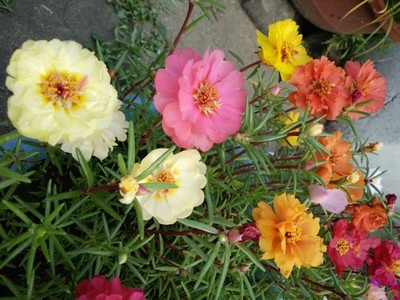 銷售太陽花種子 半枝蓮種子 太陽花種子價格 太陽花種子批發 貨到付款 量大從優