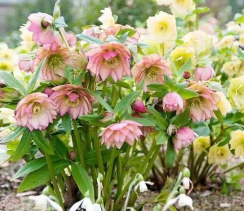 4種花,漂亮又好養,可以從冬季一直開到夏季,你養了嗎