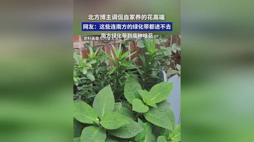 北方博主調侃自家養的花高端,網友 這些連南方的綠化帶都進不去,南方綠化帶到底種啥花