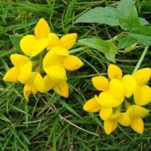 2020花卉種子種苗價(jià)格 報(bào)價(jià) 花卉種子種苗批發(fā) 種子網(wǎng)