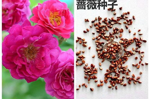 花卉種子,怎么選 春天了,撒一把花種子在盆里,等花開(kāi) 品種