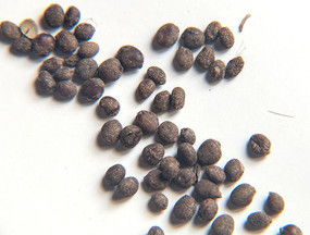 花卉種子中國(guó)鳳仙花種子下載 7085341