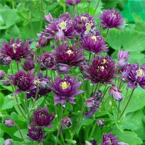 大花重瓣耬斗菜種子100粒四季開(kāi)花多年生陽(yáng)臺(tái)室內(nèi)外庭院花卉種子