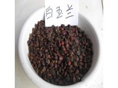 廣玉蘭種子供應(yīng)出售|花卉種子|花卉盆景|供應(yīng)信息|597苗木網(wǎng)