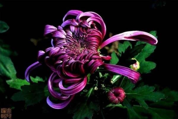 精品菊花圖片大全,太美啦