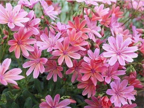 比較耐寒的11種花卉,有的能抵御 零下幾十度 低溫,漂亮又好養(yǎng)