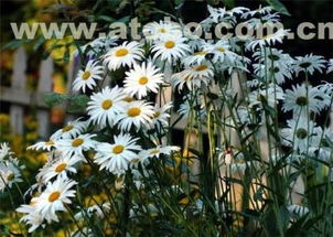 ,價格,廠家,供應(yīng)商,花木,青州市芳青花卉苗木專業(yè)合作社 熱賣促銷 阿土伯網(wǎng)