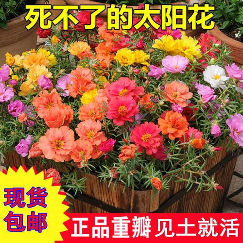 1萬粒太陽花種子重瓣混色松葉牡丹花卉種子室內(nèi)陽臺盆栽花種籽