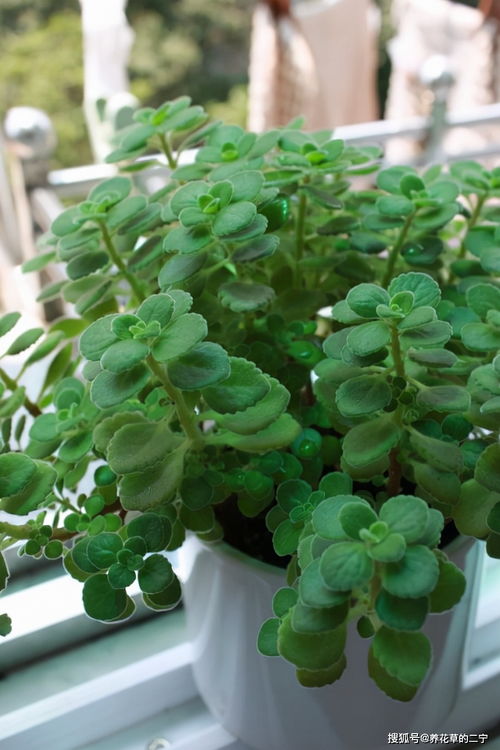 5種 香香花 擺在衛(wèi)生間,臭味通通跑光,跟噴了香水兒似得