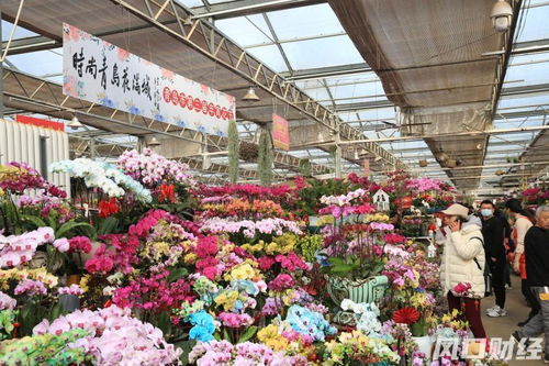 氛圍感 滿格 青島第三屆年宵花節來了 60多種花卉等您來挑