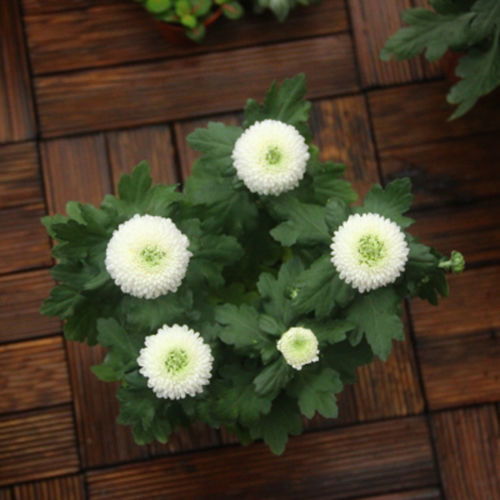 包發芽 乒乓菊種子球行菊花四季易種活室內外陽臺鮮花盆栽種子