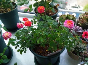 這7種花卉可觀花也可賞葉,適合做室內盆栽,好看好養,一舉兩得