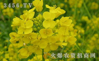 油菜什么時候種,油菜的種植時間