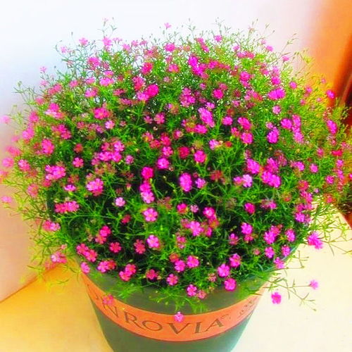 精品滿天星花種子四季易種花開不斷凈化空氣室內陽臺盆栽花卉草籽