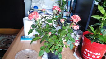 這種很小棵的開的花像玫瑰一樣的是什么植物啊 怎么養啊 買回來還沒有換盆,什么季節給它換盆合適呢 買