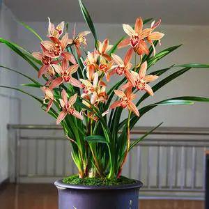 家里養這2種花,盆越小 花越多 ,個個都是 精品