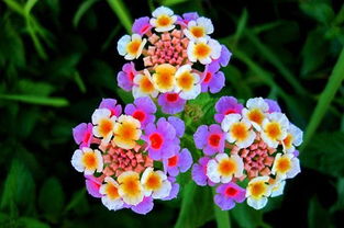 給點陽光就燦爛的植物 馬纓丹的栽培技術