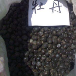 種苗、種子、種球-批發出售 花卉種子 牡丹種子 牡丹花種子-種苗、種子、種球盡在.