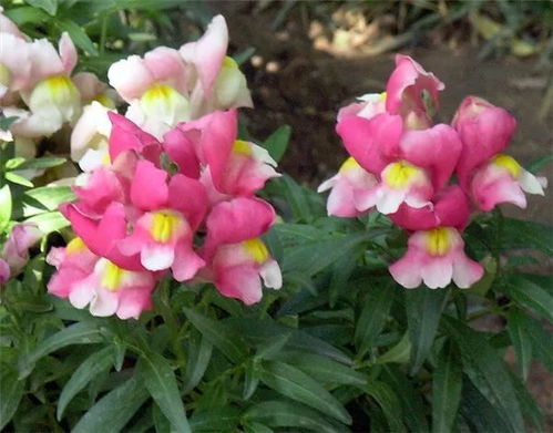 這八種花卉很適合在秋天播種,來年春天就是一片花海