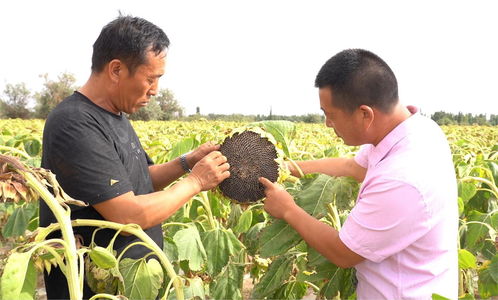 金塔小鎮花田喜事多 萬畝食葵種出好 豐 景鳳凰網甘肅 鳳凰網