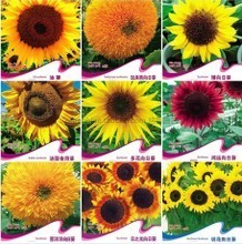 【春播花卉種子】最新最全春播花卉種子 產品參考信息