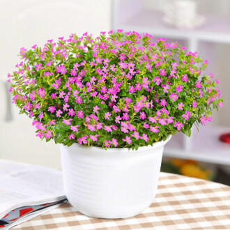 花種滿天星排行榜