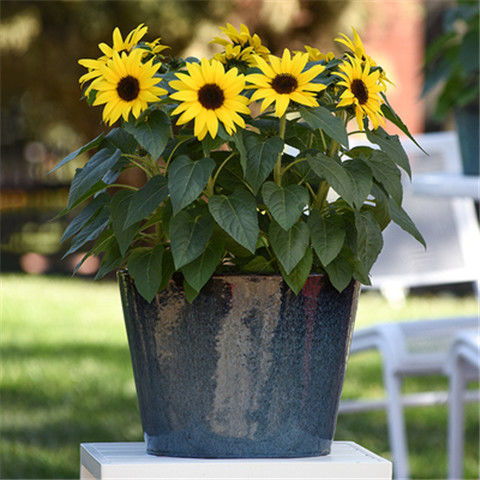 矮向日葵種子陽臺盆栽種植四季花卉種子花種子四季播植物種子