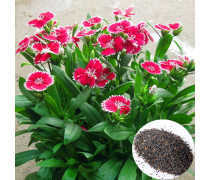 地被石竹種子批發優質商家置頂推薦產品