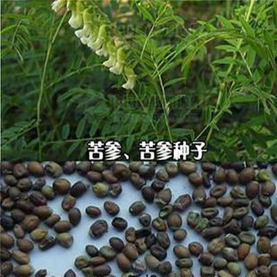 牡丹,芍藥價格_供牡丹,芍藥,綠化樹苗,花卉種苗_山東菏澤市牡丹,芍藥生產供應.