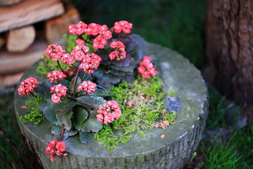 郫都 歸園田居,邂逅鄉村生活的詩意