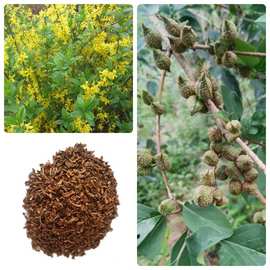 連翹花卉種子的種植與養護指南