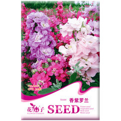 辦公室花卉選擇與種植指南 品種推薦、價格解析與花卉種子簡介