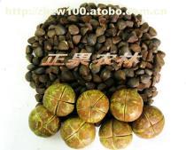 工廠綠化設計施工與苗木供應全解析