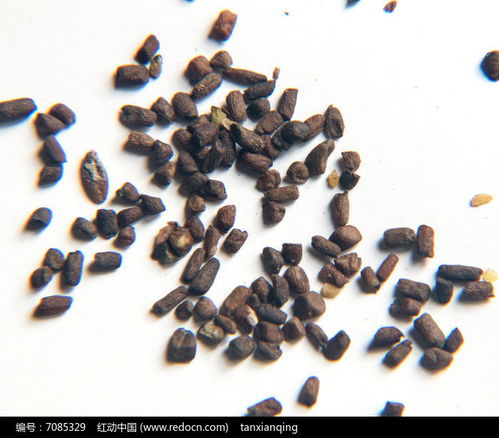 蒔蘿種子高清圖片下載指南——紅動網花卉種子資源