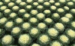 供應羽葉甘蘭(名古屋)花卉種子——優(yōu)質(zhì)農(nóng)副產(chǎn)品選擇