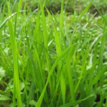 2020年花卉種子種苗價格與批發(fā)報價詳解 - 種子網(wǎng)花卉種子系列