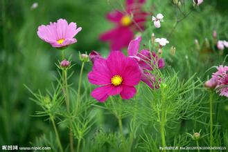 波斯菊花卉種子市場報價及廠家分析