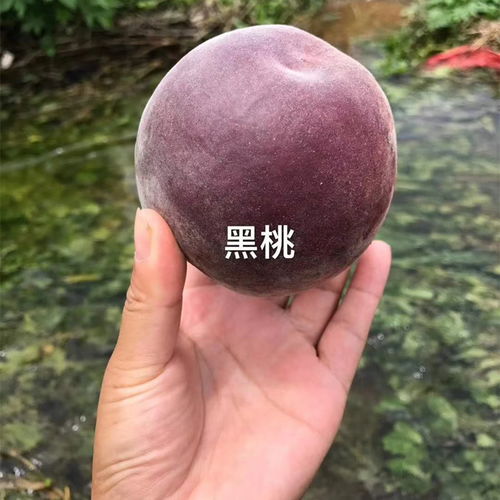 廣州花卉種子的選擇與栽培指南