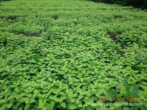 優(yōu)質(zhì)繡線菊供應(yīng) 品種多樣，價(jià)格實(shí)惠，盡在農(nóng)苗網(wǎng)