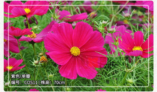 進(jìn)口波斯菊花種子 園林綠化與景觀花海的理想選擇