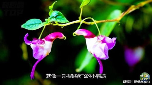 十種酷似動(dòng)物的花卉 小小花朵竟能將動(dòng)物模仿得惟妙惟肖