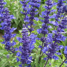 花卉種子批發(fā)指南 價(jià)格、渠道與廠家選擇