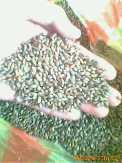 沭陽(yáng)縣新河鎮(zhèn)新河街鴻翔花卉苗木場(chǎng)花卉種子產(chǎn)品列表