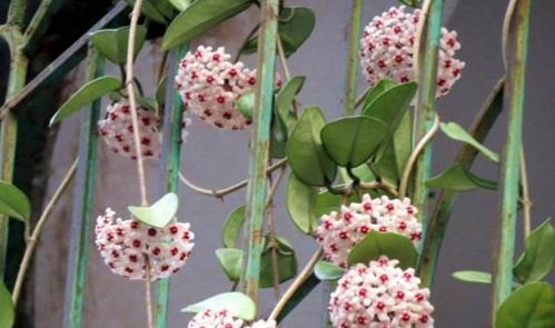 香雪球 四季常開，芳香獨特的藤本花卉