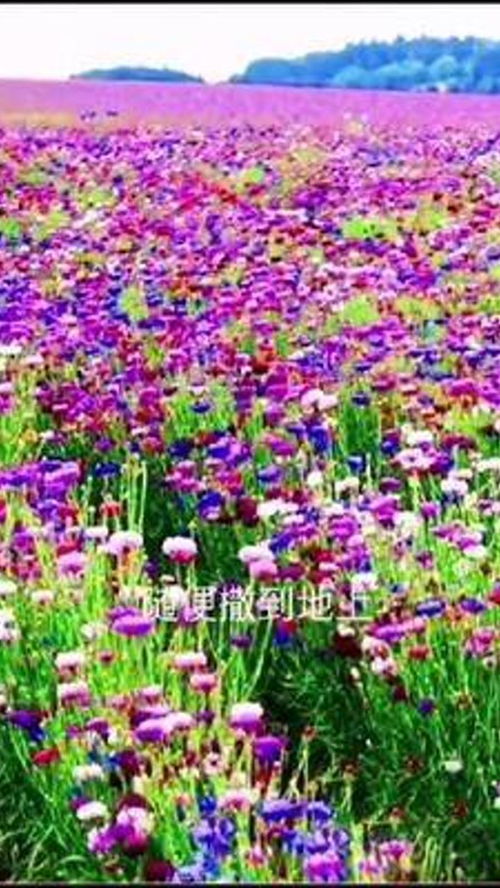 花卉種子 綠植世界的起點(diǎn)與養(yǎng)護(hù)之道