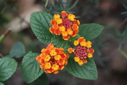 鑫榮耀增額終身壽險(xiǎn) 一份兼顧保障與長(zhǎng)期價(jià)值的理財(cái)型保險(xiǎn)