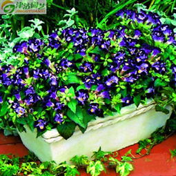 夏堇丹 進(jìn)口種子的盛夏精靈，點(diǎn)亮花園的繽紛詩(shī)篇