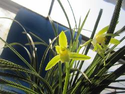 特壯老種溫州素 一花獨(dú)放，香滿乾坤