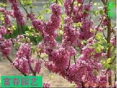 北方綠化之選 沭陽(yáng)縣富春園林綠化苗木場(chǎng)——您的耐寒苗木與花卉種子專家