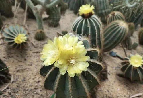 19元起，探秘北京豐臺(tái)世界花卉大觀園 與2000種植物邂逅，把春天帶回家